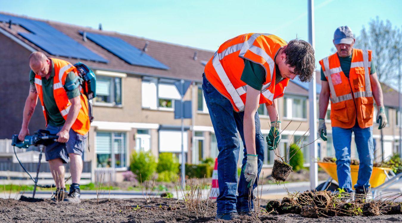 MIDDELHARNIS , 28-04-2025 , 
Van Huizen Groenvoorziening
